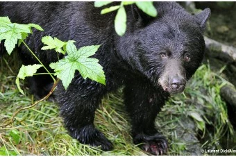 Black Bear At Steep Creek