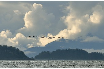 Geese Over Gull Island
