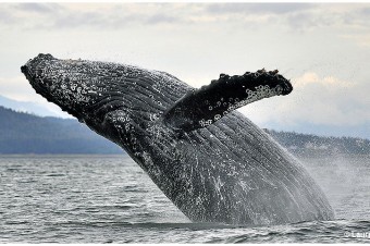 Humpback Whale Breaching North Pass Juneau