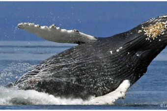 Humpback Whale Breaching1