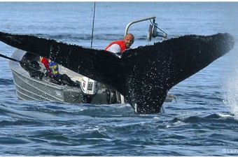 Skiff Encounters Humpback Whales