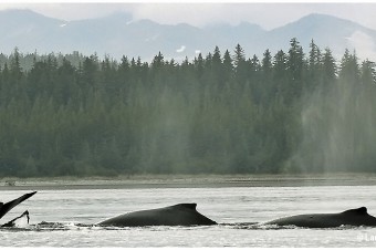 Humpback Whales3