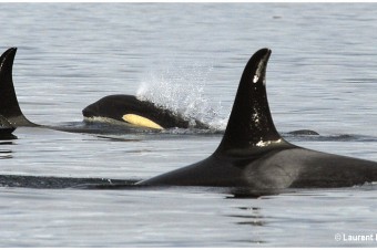 Orcas