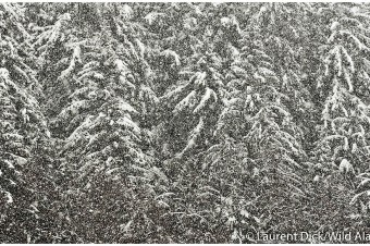Snow Falling In Southeast Alaska Rainforest (c) Laurent Dick - Wild Alaska Travel