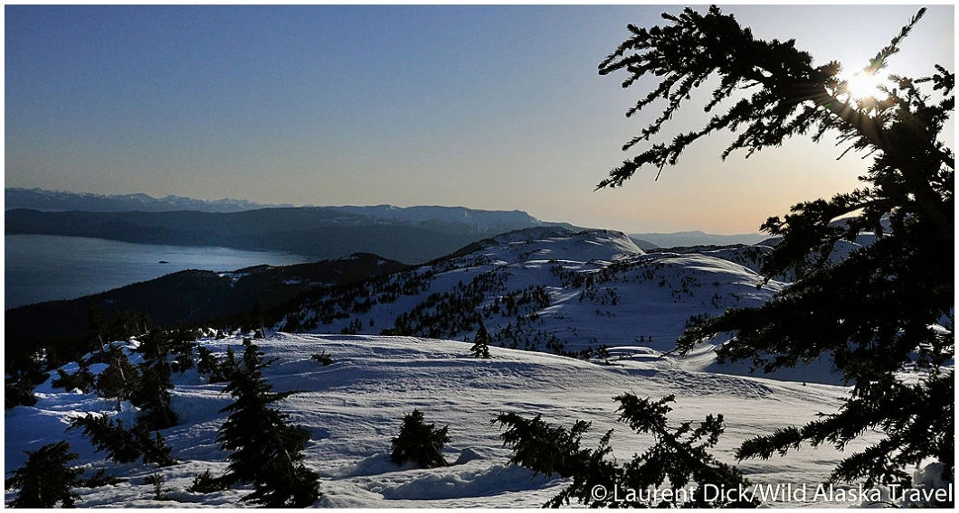 Hemlock Trees Eaglecrest (c) Laurent Dick - Wild Alaska Travel