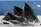 Humpback Whales Bubblenet Feeding Berners Bay - Photo (c) Laurent Dick - Wild Alaska Travel