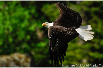American Bald Eagle (c) Laurent Dick - Wild Alaska Travel