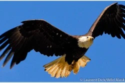 American Balde Eagle in Juneau - (c) Laurent Dick - Wild Alaska Travel