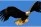 American Balde Eagle in Juneau - (c) Laurent Dick - Wild Alaska Travel
