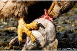 Bald Eagle Feeding on Salmon - (c) Laurent Dick - Wild Alaska Travel