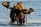 Bull Moose in Wonder Lake Denali National Park - (c) Laurent Dick - Wild Alaska Travel