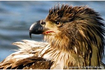 Immature Bald Eagle - (c) Laurent Dick - Wild Alaska Travel