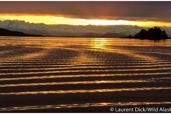 Ripple Effect Of Alaska Boat Wake - (c) Laurent Dick - Wild Alaska Travel