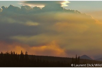 Yukon Alaska Forest Fire near Alaska Border - (c) Laurent Dick - Wild Alaska Travel