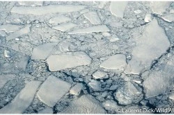Ice Pack Canadian Arctic - (c) Laurent Dick - Wild Alaska Travel