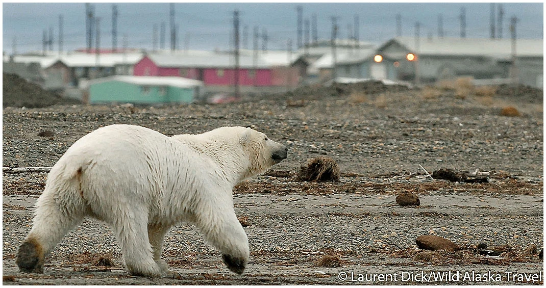 Alaska Polar Bears in Kaktovik - Photo (c) Laurent Dick - Wild Alaska Travel.