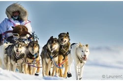 Iditarod Finish and Northern Lights Tour with Wild Alaska Travel