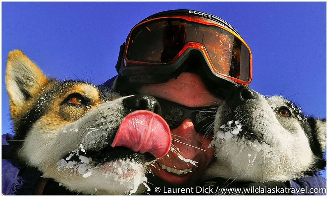 Iditarod Finish Tour Dog Mushing with Wild Alaska Travel - (c) Laurent Dick - Wild Alaska Travel