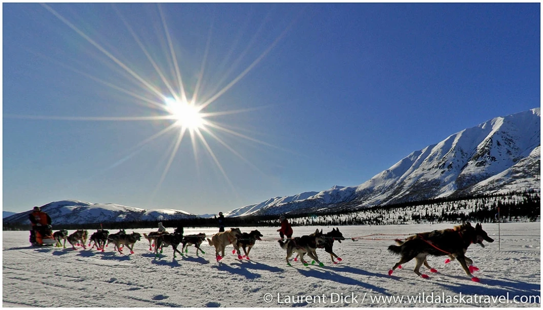Iditarod Start Tour - Photo (c) Laurent Dick - Wild Alaska Travel