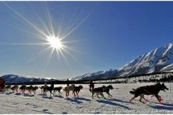Iditarod Start Tour - Photo (c) Laurent Dick - Wild Alaska Travel