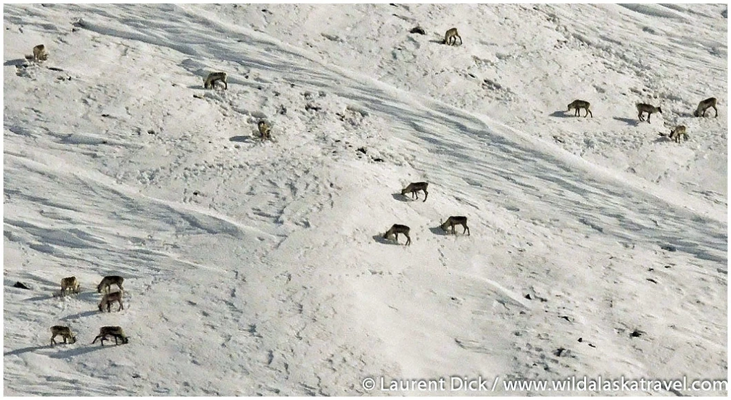 Caribou Atigun Pass Dalton Highway winter - Photo (c) Laurent Dick - Wild Alaska Travel