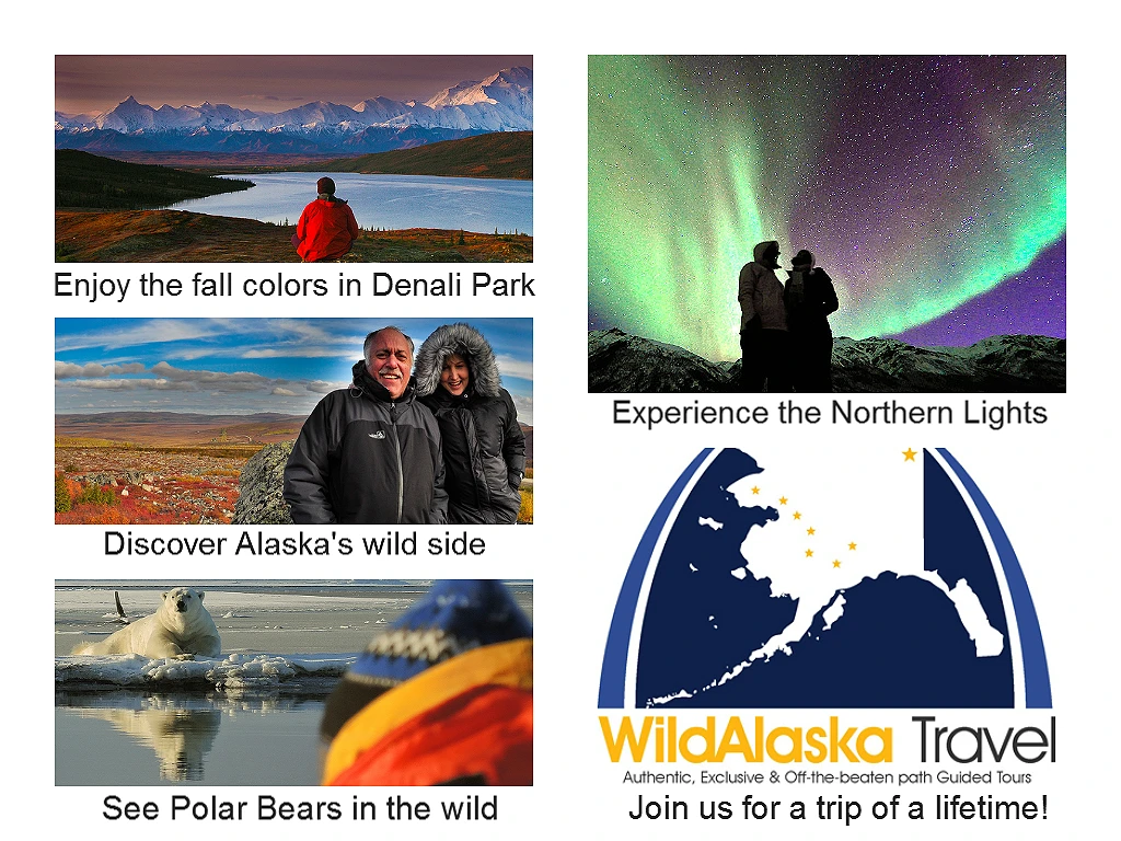 Denali Northern Lights Polar Bears Alaska