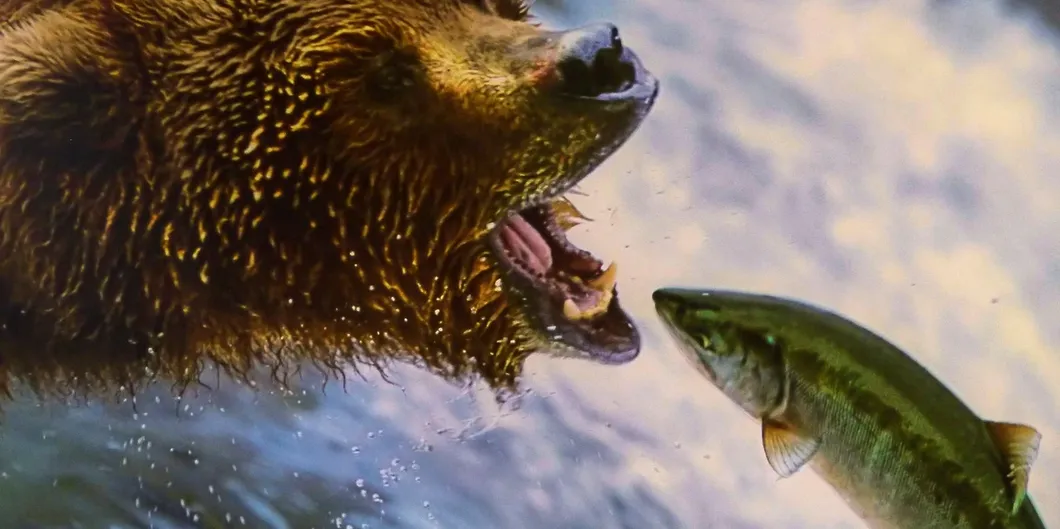 Salmon Carcass