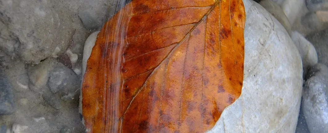 Fall Leaves1