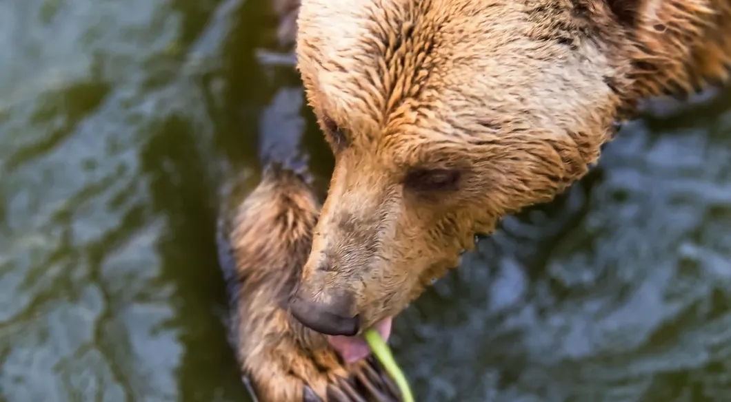 Grizzly Bear
