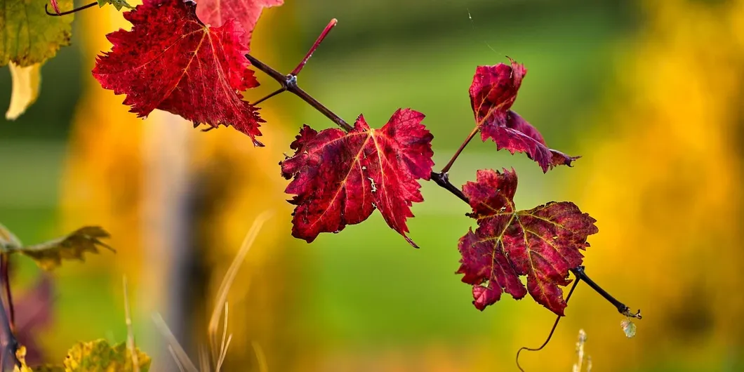 Fall Colors