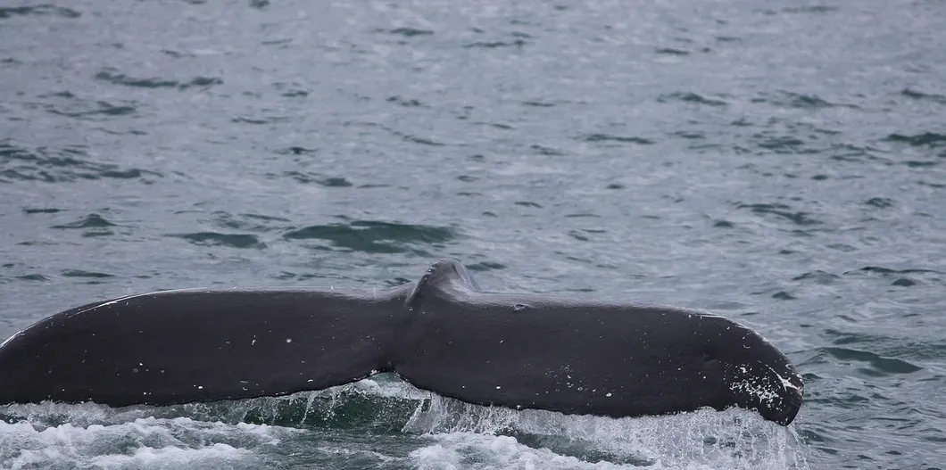 Whale Watching1