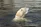 Laurent Dick Photographer Guide Author Wild Alaska Travel