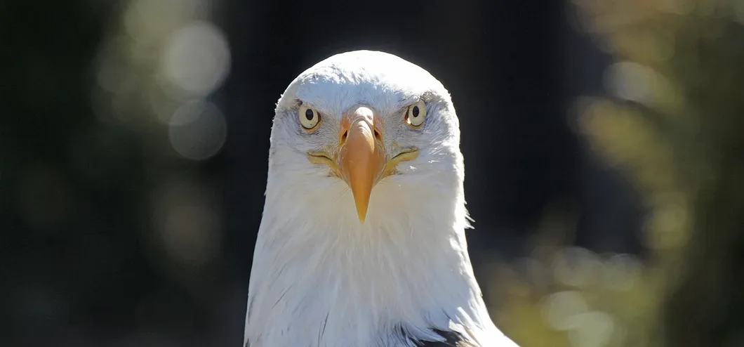 Eagle Iceberg