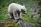 Alaska Polar Bears near Kaktovik - Photo (c) Laurent Dick - Wild Alaska Travel