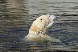 Laurent Dick Photographer Guide Author Wild Alaska Travel