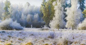 Hoarfrost
