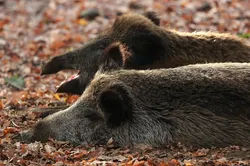 Alaska Polar Bear Sow Nursing her Cubs near Kaktovik - Photo (c) Laurent Dick - Wild Alaska Travel