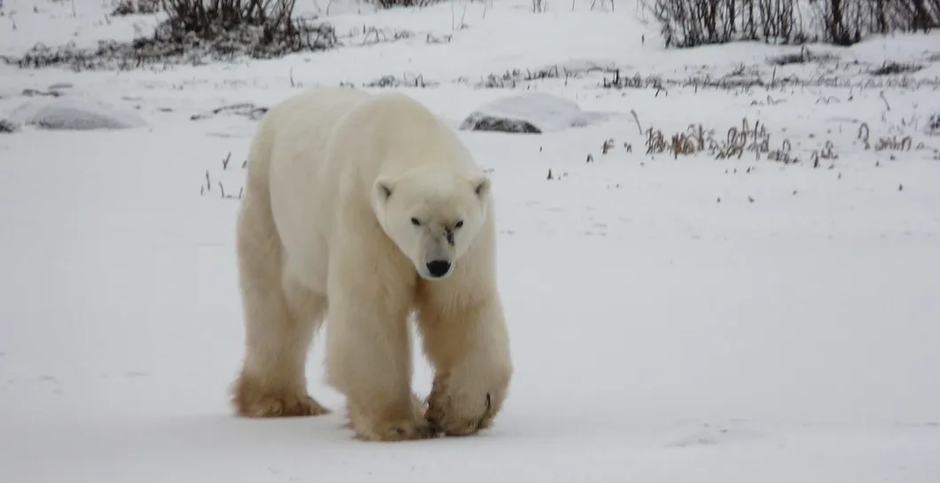  Alaska Polar Bears Along Arctic Ocean - Photo (c) Laurent Dick
