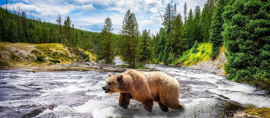 Grizzly Bear Cubs