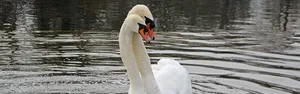 Swans8
