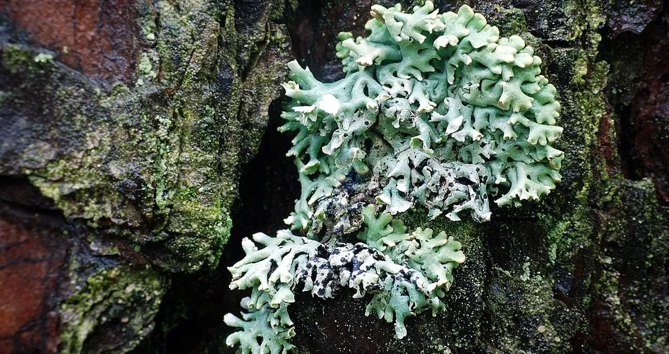 Lichen  Forest