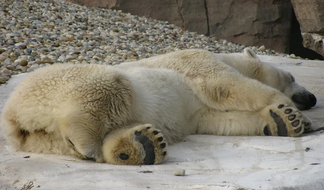 Polar Bear Sow and Cub on Barter Island Alasak - Photo (c) Laurent Dick - Wild Alaska Travel