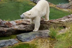 Robert Thompson Kaktovik Boat Captain Polar Bear Guiding - (c) Laurent Dick - Wild Alaska Travel