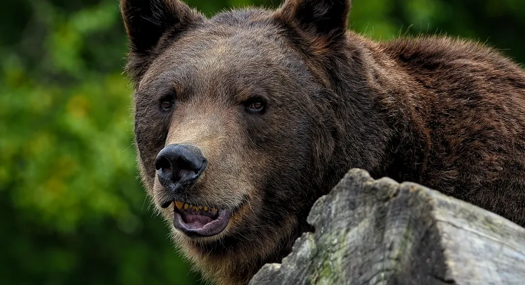 Grizzle Bear On Private Property
