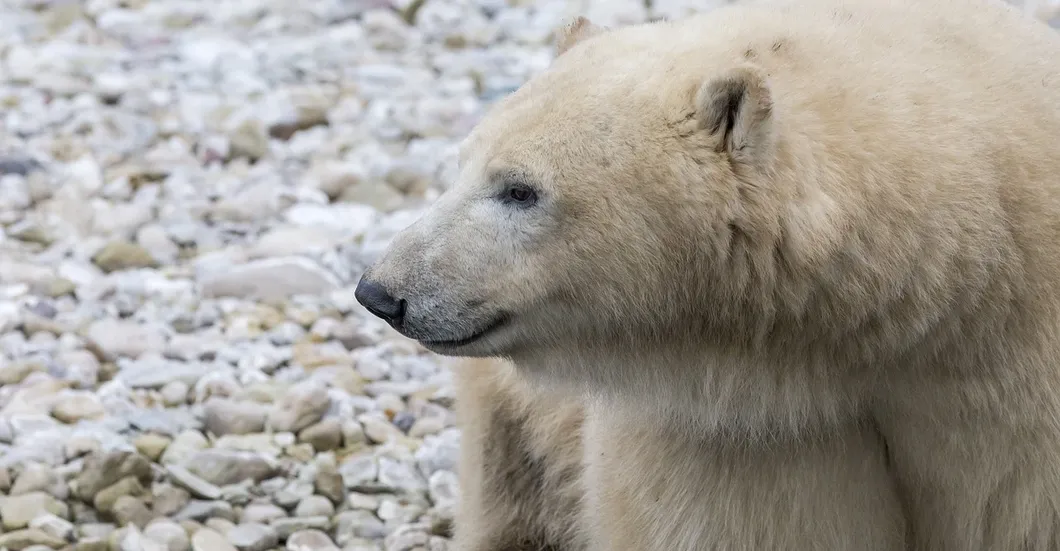 Polar Bear Tracks Arctic Alaska - Photo (c) Laurent Dick - Wild Alaska Travel