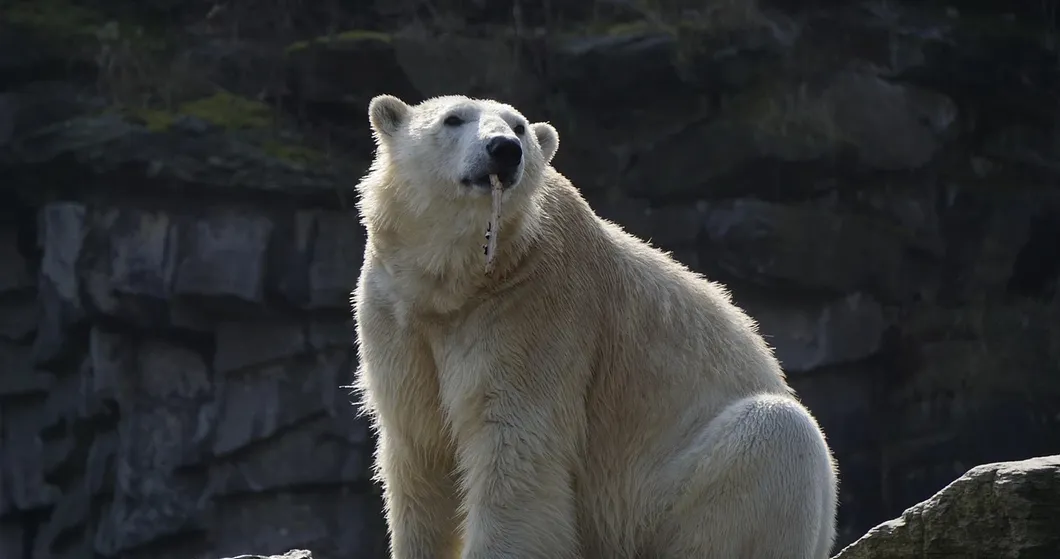Alaska Polar Bears in Kaktovik - Photo (c) Laurent Dick - Wild Alaska Travel.