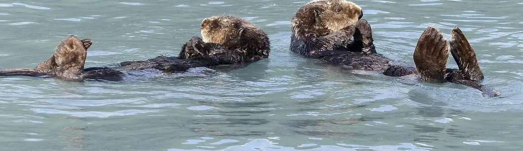 Bears