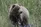 Grizzly Bear Yukon Alaska - (c) Laurent Dick - Wild Alaska Travel