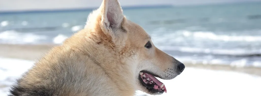 Iditarod Finish and Northern Lights Tour with Wild Alaska Travel