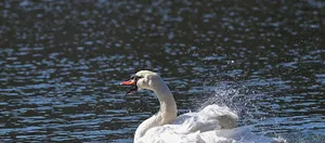Swans5